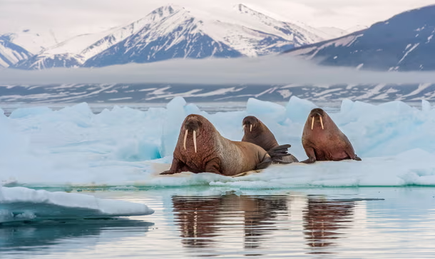 Arctic Wildlife Faces New Threat: Walrus Death from Bird Flu Raises Alarm (GS Paper 3, Environment)