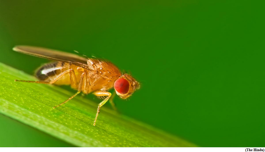 Scientists are using fruit flies to find clues to Huntington’s disease (GS Paper 2, Health)