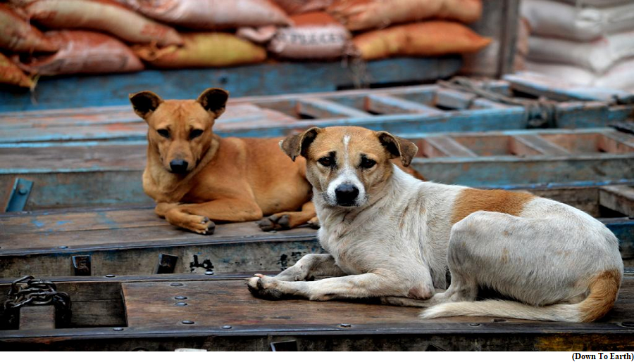 Bhutan becomes first country to sterilise all stray dogs  (GS Paper 2, Health)