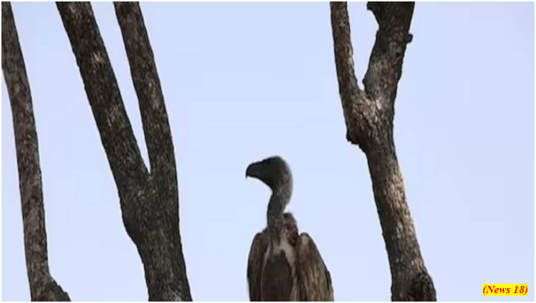 Missing rare white-rumped vulture from Nepal found in Bihars Darbhanga (GS Paper 3, Environment)