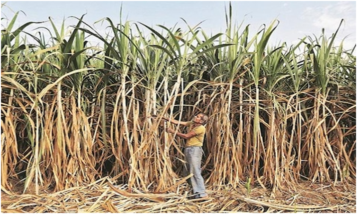 Sugarcane production in India shifting from South to North: NSO report (GS Paper 3, Agriculture)