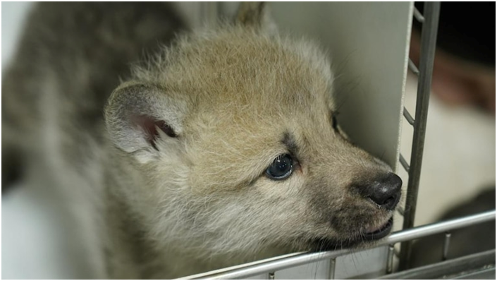 Maya, worlds first cloned wild arctic wolf (GS Paper 3, Science and Tech)