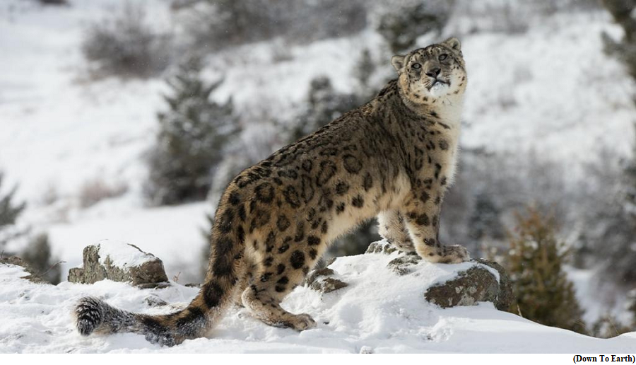 Snow Leopard now National Symbol of Kyrgyzstan  (GS Paper 3, Environment)