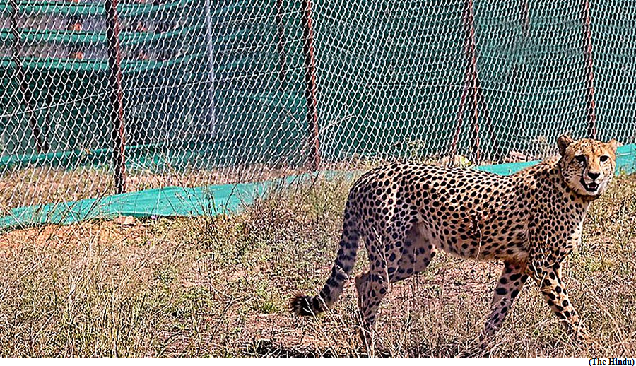 New committee to keep watch on cheetah project (GS Paper 3, Environment)