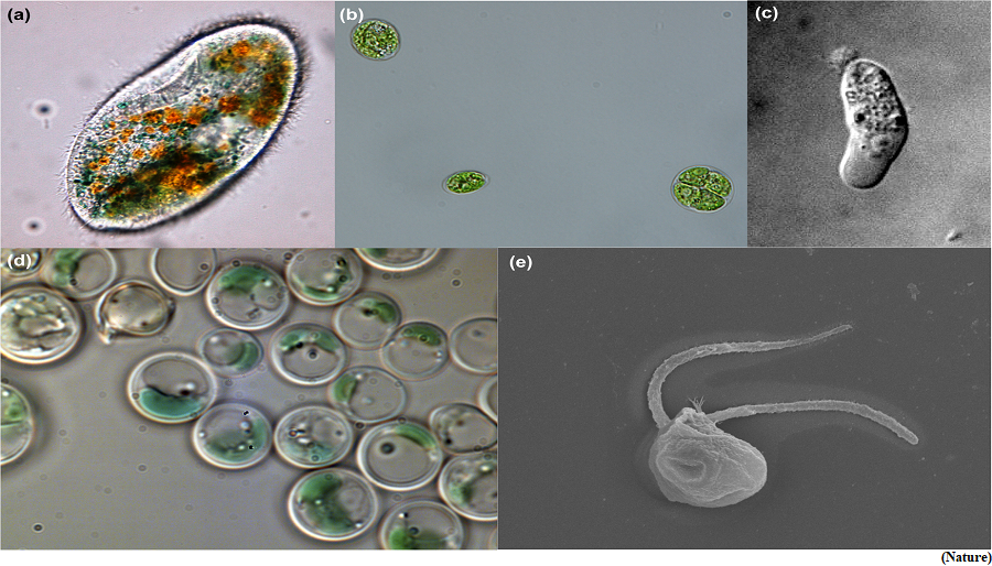 Molecular mechanism behind intriguing green alga surviving in extreme conditions (GS Paper 3, Environment)