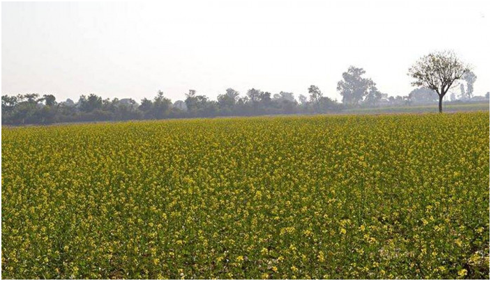 GEAC approves commercial cultivation of GM Mustard (GS Paper 3, Science and Tech)