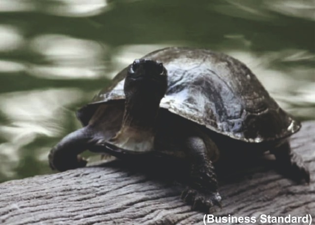 India strengthens the CITES protection to Leith Soft-shelled Turtle (GS Paper 3, Environment)