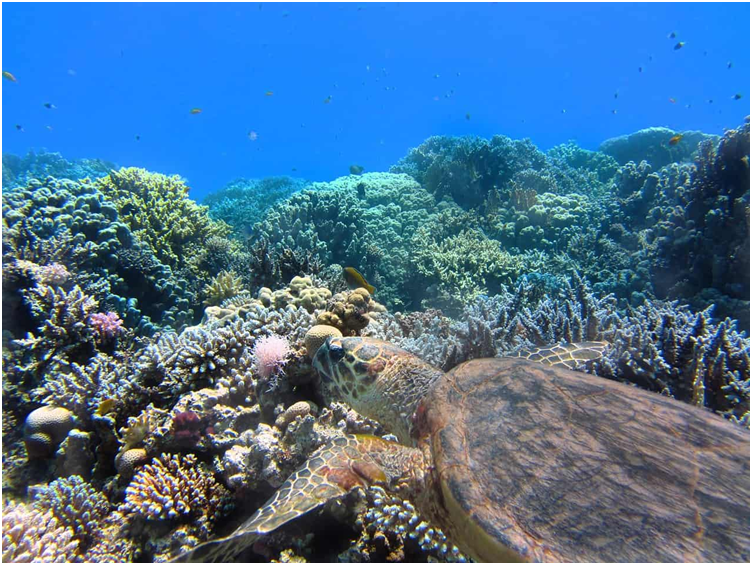 Coral select algae partnerships to ease environmental stress: Study (GS Paper 3, Environment)