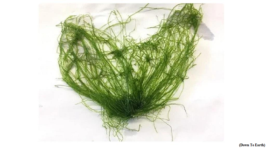 Scientists from Gujarat institute develop biodegradable paper supercapacitor from seaweed (GS Paper 3, Science and Technology)