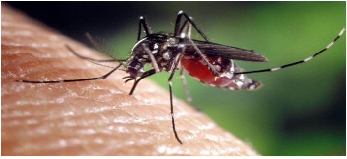 P vivax strain threatens Indias progress towards malaria elimination by 2030 (GS Paper 3, Science and Tech)