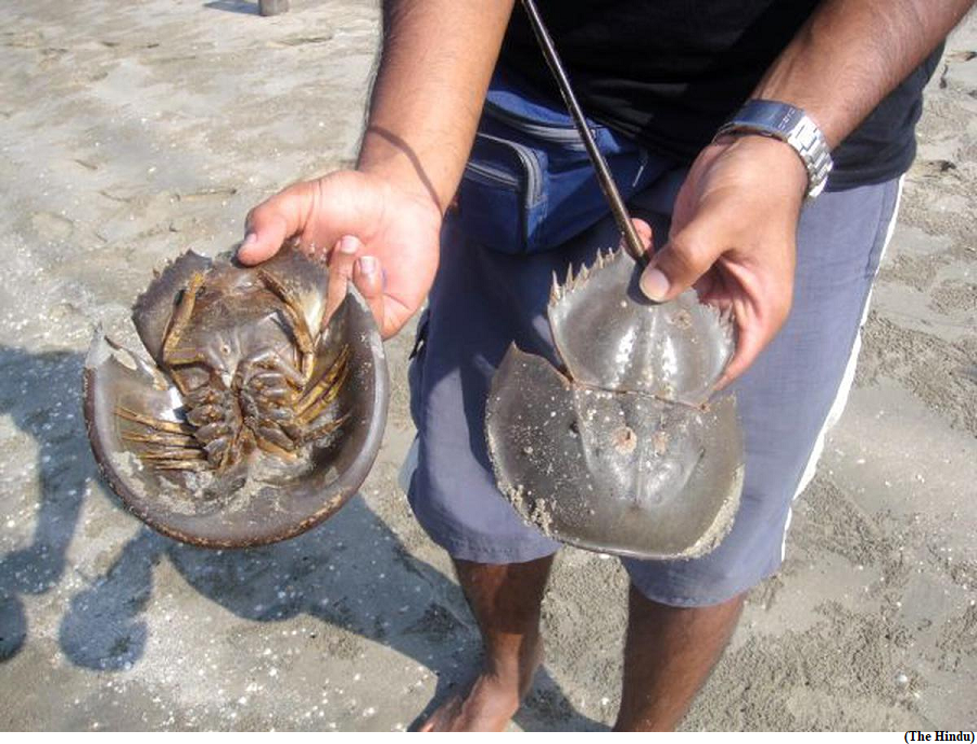 Horseshoe crabs disappearing off Odisha’s coast (GS Paper 3, Environment)