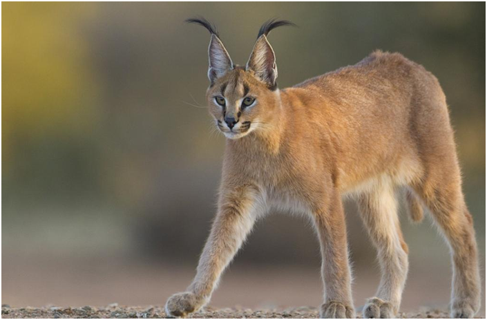Asiatic caracal (GS Paper 3, Environment)