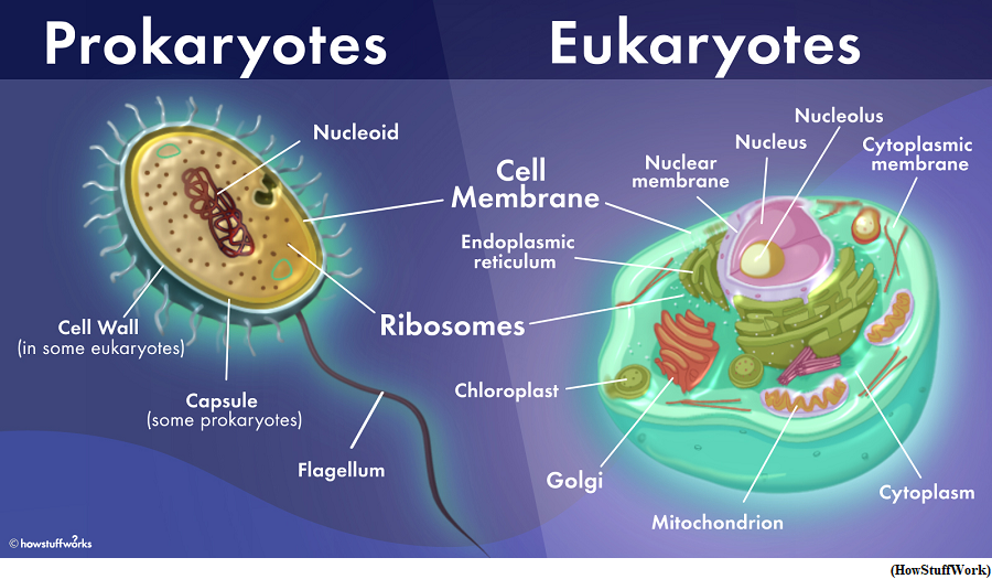 How prokaryotes led to eukaryotes (GS Paper 3, Science)