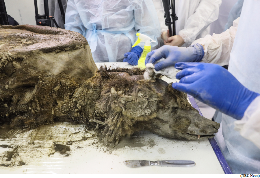 Scientists dissect 3,500-year-old bear discovered in Siberian permafrost (GS Paper 3, Science and Tech)