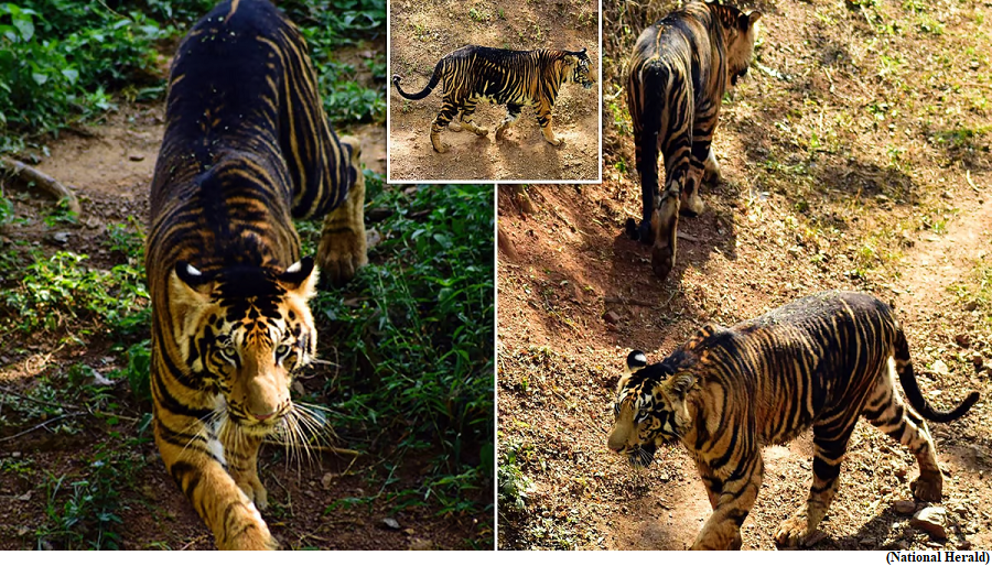 What are Odisha famous black tigers, and why is the state planning a safari around them? (GS Paper 3, Environment)