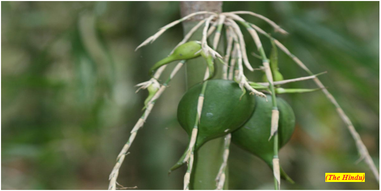 Sweet, not protein, in bamboo fruits triggers rat boom (GS Paper 3, Environment)