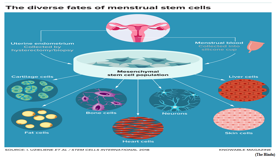 The untapped potential of stem cells in menstrual blood (GS Paper 3, Science and Technology)
