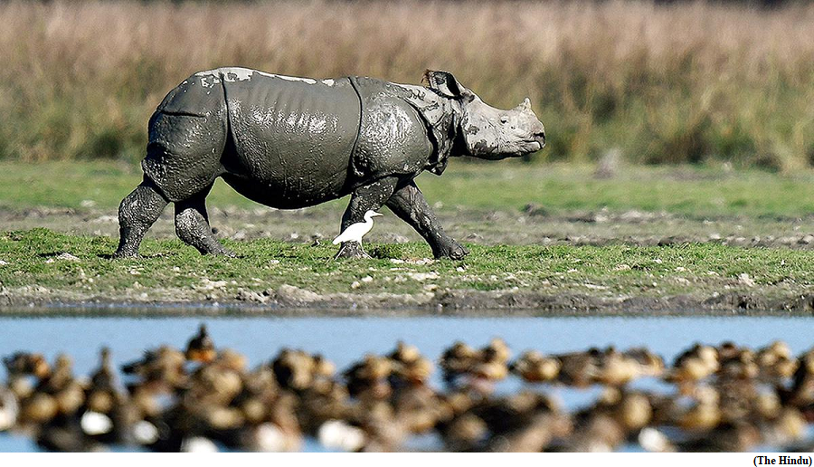 Rhinos return to Assam Laokhowa Burachapori sanctuaries after 40 years (GS Paper 3, Environment)