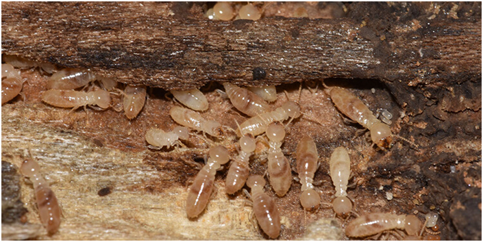 Global warming increased appetite of termites: Study (GS Paper 3, Environment)