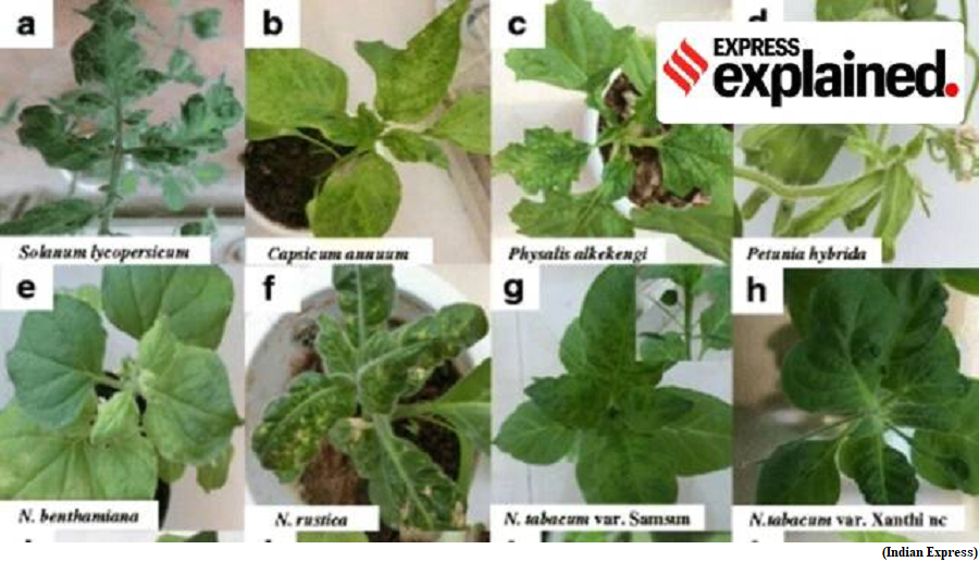 The two mosaic viruses that hit tomato crop in Maharashtra and Karnataka (GS Paper 3, Science and Tech)