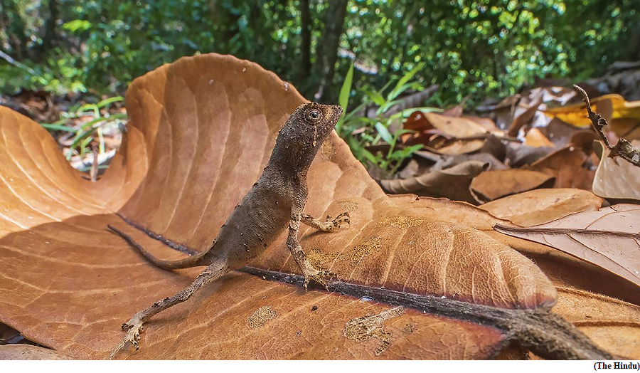 Kangaroo lizard species discovered in Western Ghats (GS Paper 3, Environment)