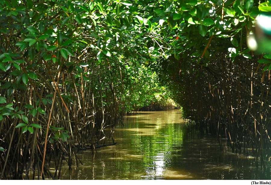 Why have mangroves got a Budget push? (GS Paper 3, Environment)