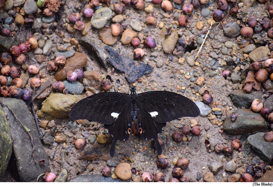 Noble’s Helen: Arunachal Pradesh yields India’s newest butterfly (GS Paper 3, Environment)