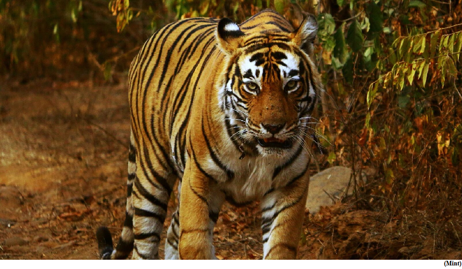 Achievements of National Tiger Conservation Authority (NTCA) during the year 2023 (GS Paper 3, Environment)