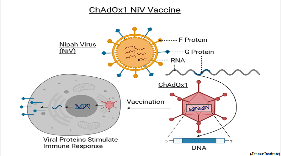 How ChAdOx1 NipahB vaccine works (GS Paper 2, Health)