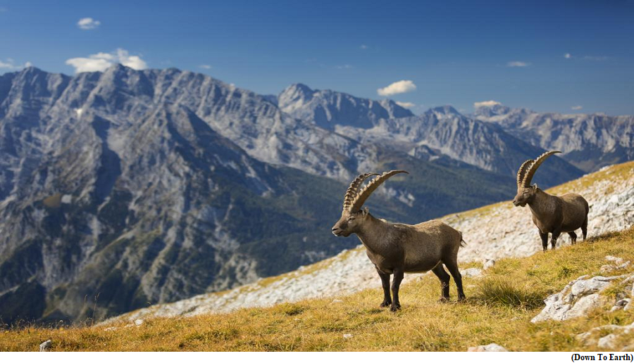 Mountain goats in Alps are turning nocturnal due to climate impact, making them more vulnerable to predators (GS Paper 3, Environment)