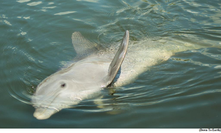 India first National Dolphin Research Centre finally a reality (GS Paper 3, Environment)