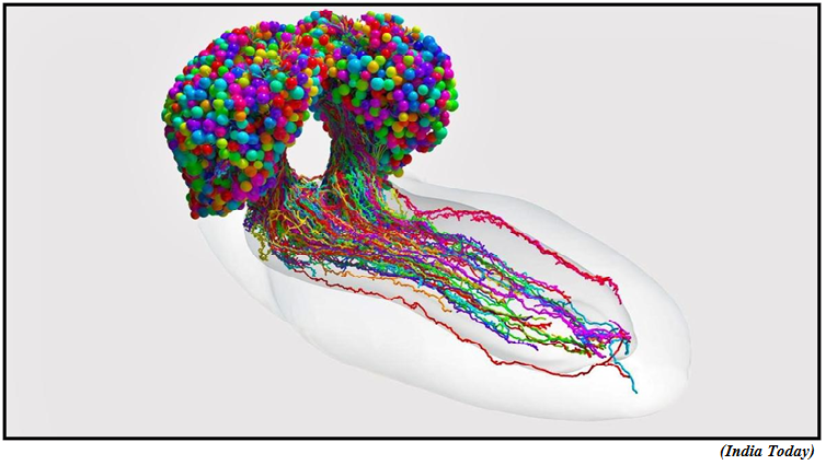 Scientists make the first complete map of insect brain (GS Paper 3, Science and Tech)