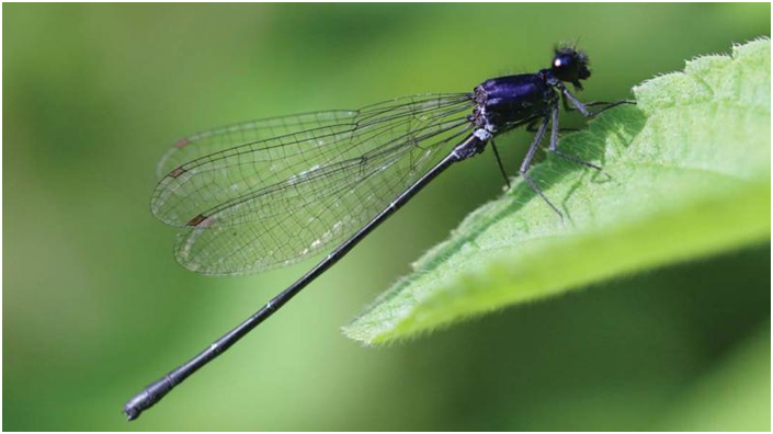Indias climate change takes a toll on the dragonflies, says report (GS Paper 3, Environment)