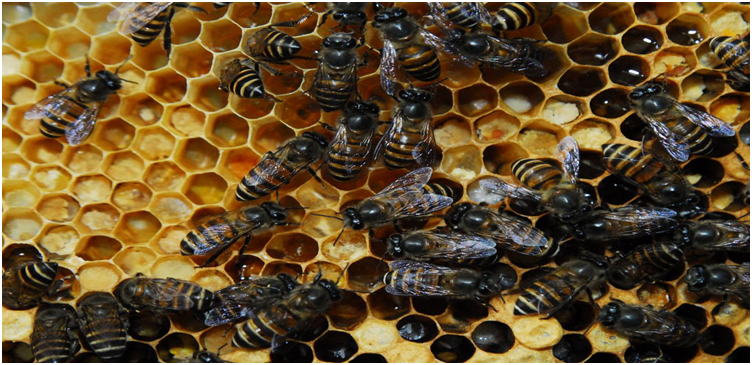 New honeybee species, endemic to Western Ghats, found (GS Paper 3, Environment)