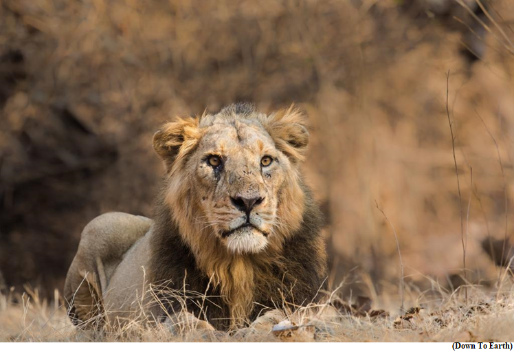 40 lions to be moved to Barda from overflowing Gir (GS Paper 3, Environment)