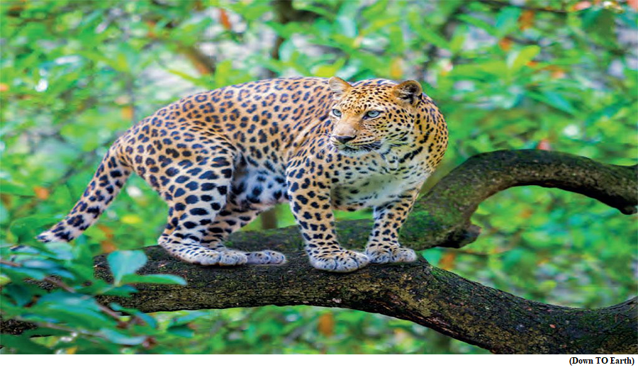 Status of Leopards in India (GS Paper 3, Environment)