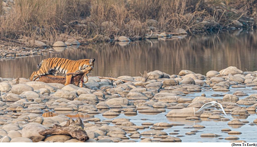 India lost 204 tigers in 2023, most of them in Maharashtra, WPSI (GS Paper 3, Environment)