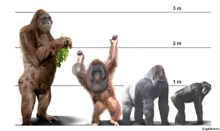 Changing environment caused the demise of largest primate (GS Paper 3, Environment)