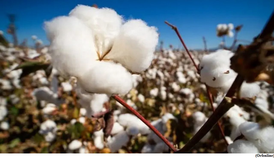 Biodiversity and cotton, stitching together a sustainable future (GS Paper 3, Environment)