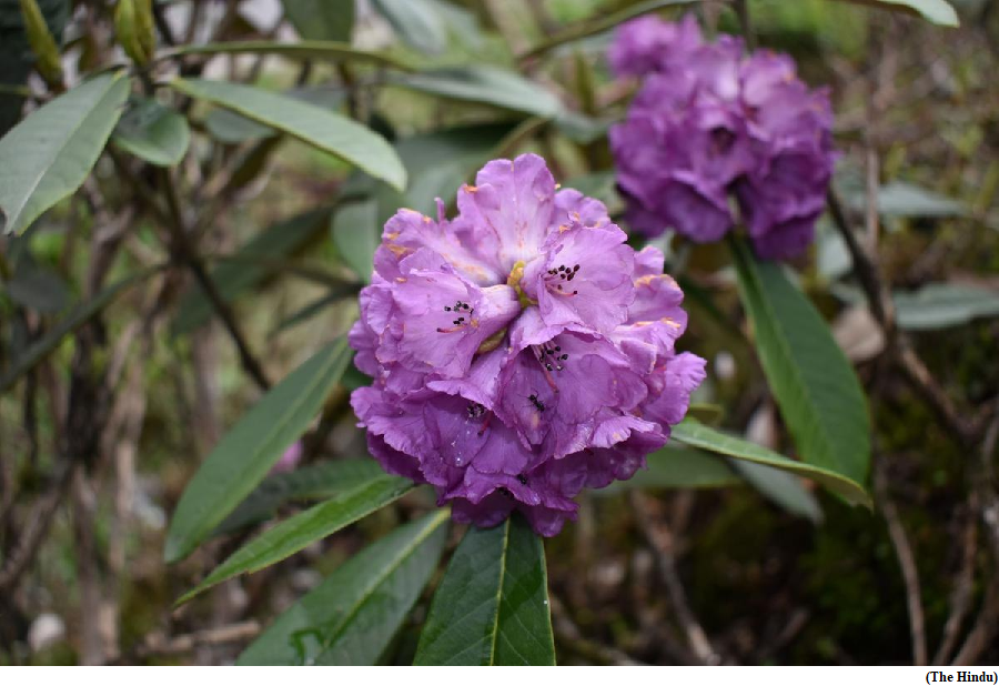 Rhododendrons carpet Darjeeling and Sikkim Himalayas (GS Paper 3, Environment)