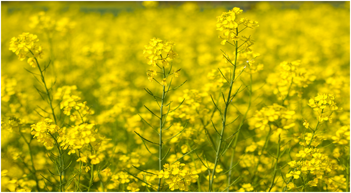 Australia approves commercial release of GM variety of Indian mustard (GS Paper 3, Environment)