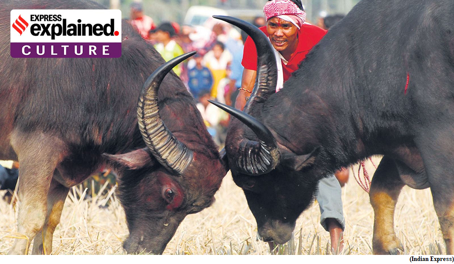 Why PETA wants to ban two age-old Assamese traditions (GS Paper 2, Governance)