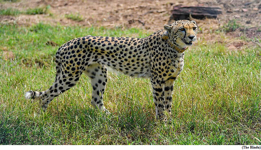 Five more cheetahs to be released into wild at Kuno (GS Paper 3, Environment)