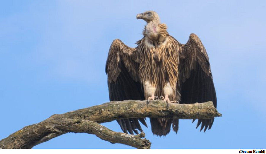 Endangered Himalayan vulture, bred in captivity for the first time in India (GS Paper 3, Environment)