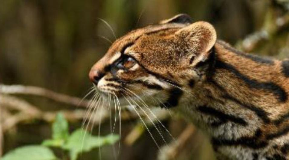 Clouded Tiger Cat: A New Species Discovered in Brazil’s Rainforests (Paper 3, Environment & Ecology)