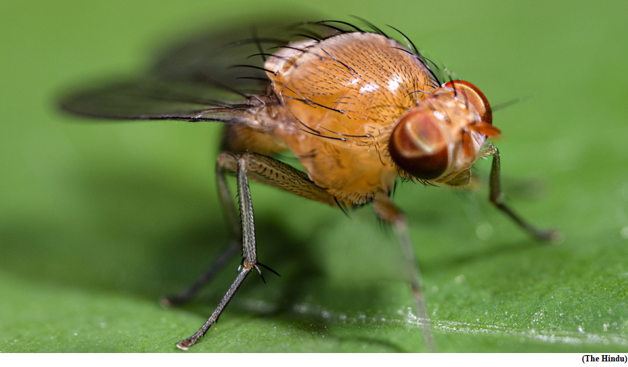 Scientists genetically modify sexual fruit fly to reproduce asexually (GS Paper 3, Science and Technology)