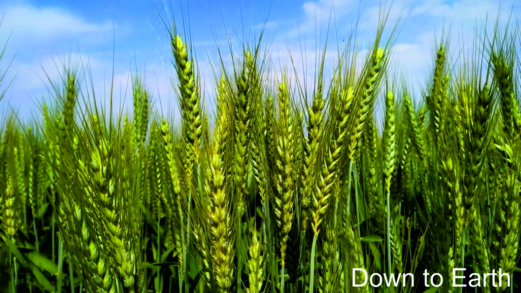 Scientists discover new drought-resilient wheat gene (GS Paper 3, Science and Tech)