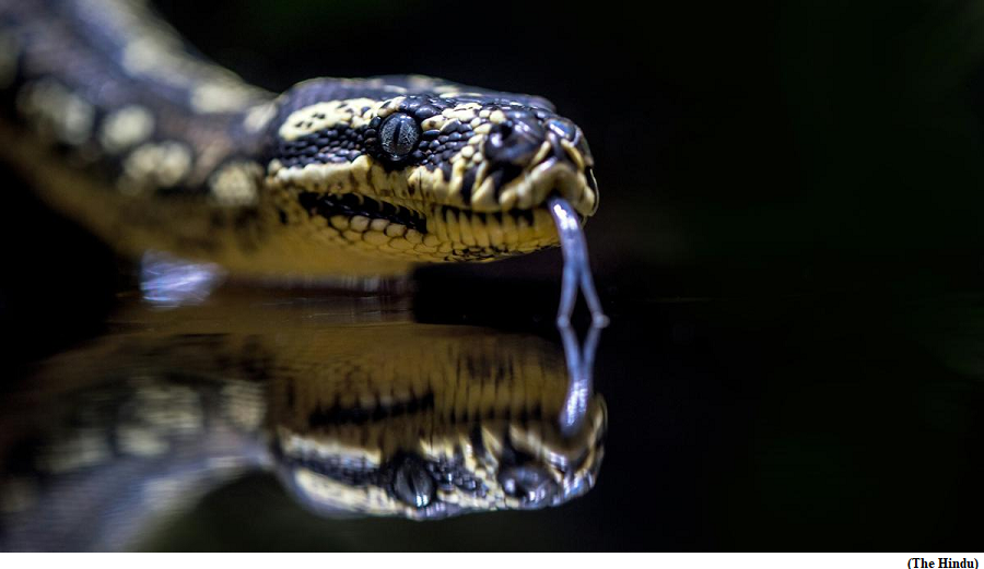 In snake genes, study finds they evolved 3x faster than other reptiles (GS Paper 3, Environment)