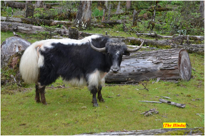 Himalayan yak gets food animal tag (GS Paper 3, Environment)