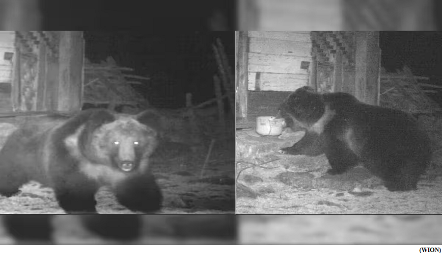 India documents first-ever evidence of rare Tibetan Brown Bear (GS Paper 3, Environment)